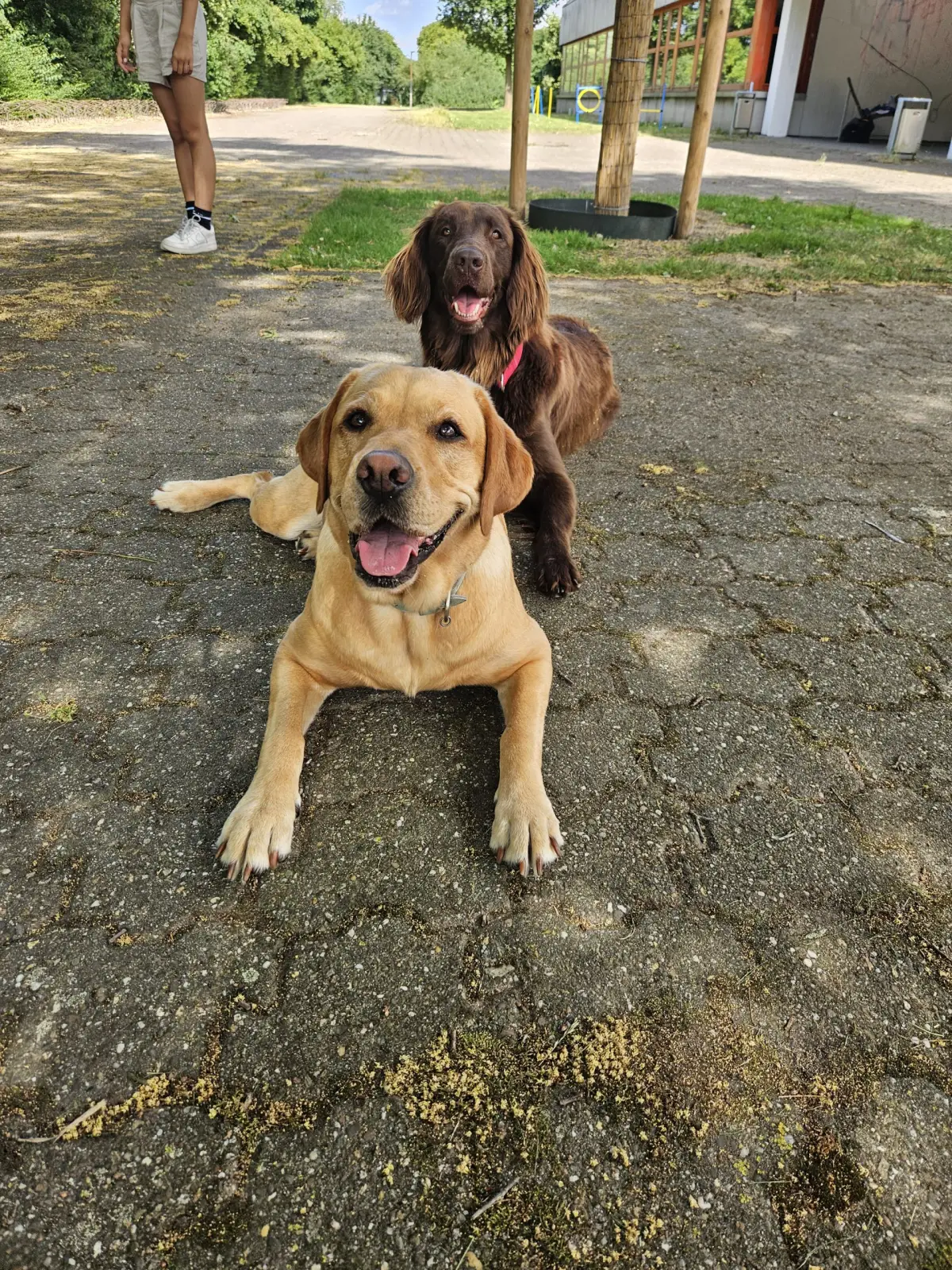 Auch unsere Hunde machen Sommer(eis)pause