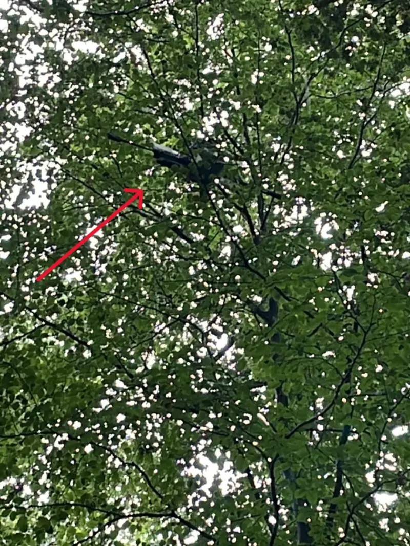 Bergung des HorkRisers aus hoher Baumkrone