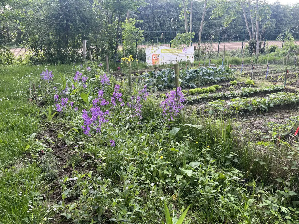 Bl&uuml;hstreifen f&uuml;r Wildbienen