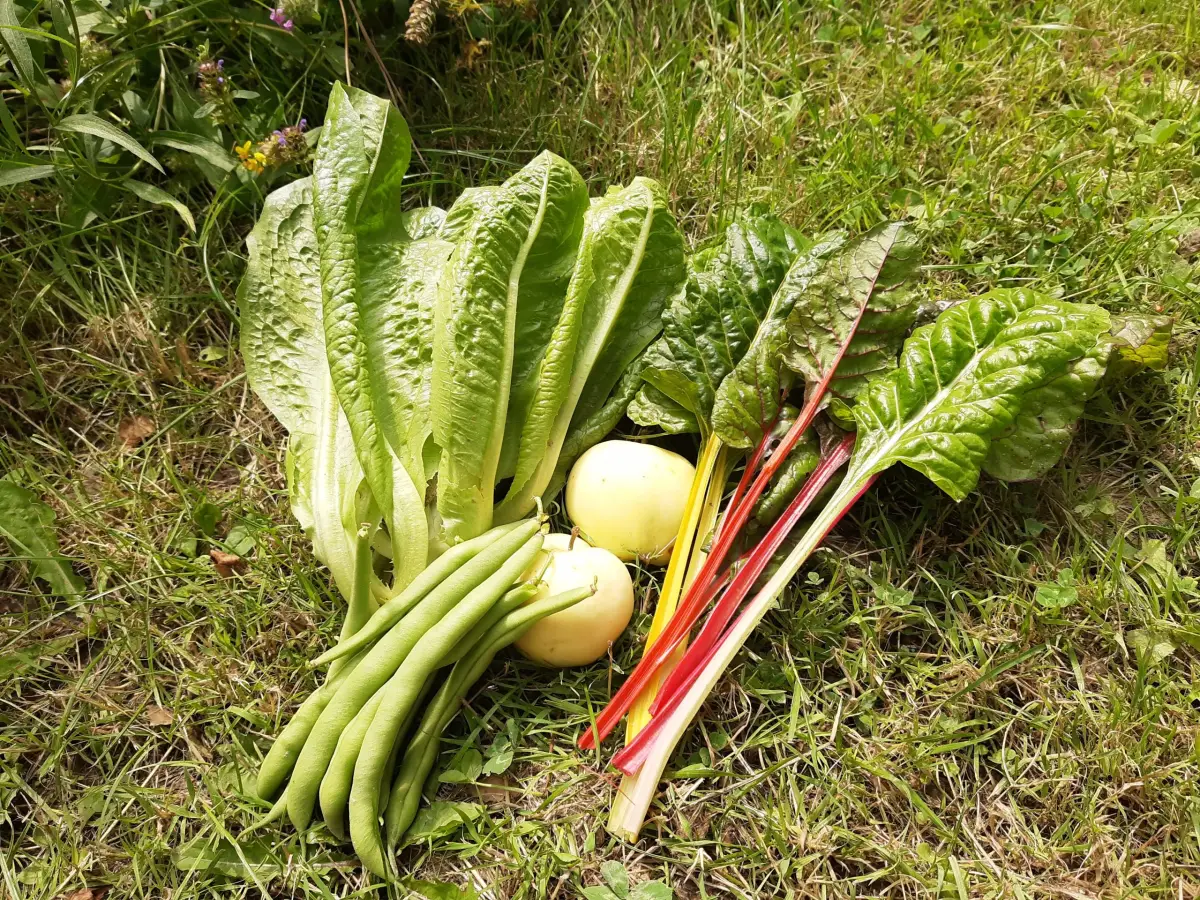 Bunt und lecker: Sommerernte auf dem Gem&uuml;seacker