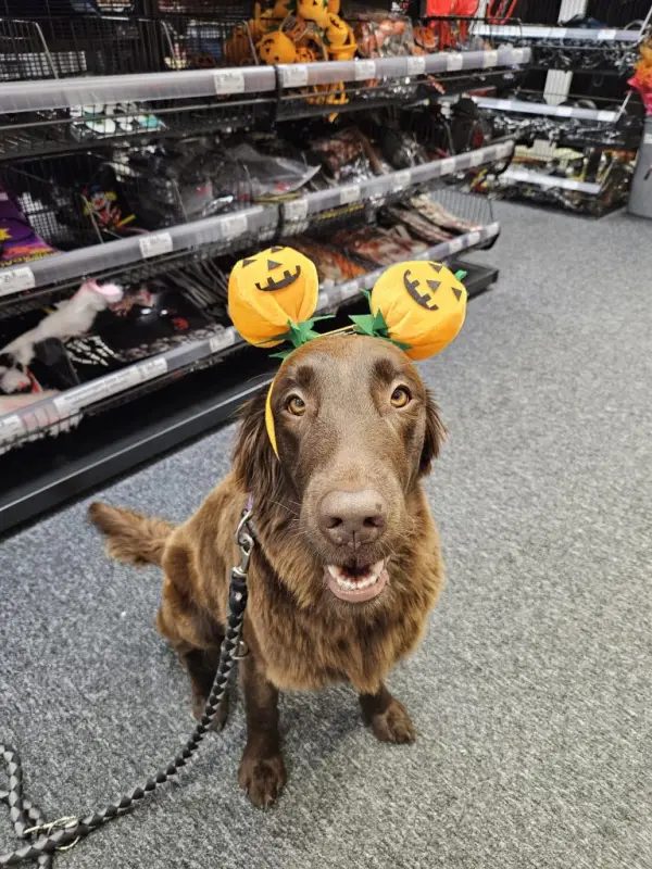 Halloween in unserer Hunde-AG
