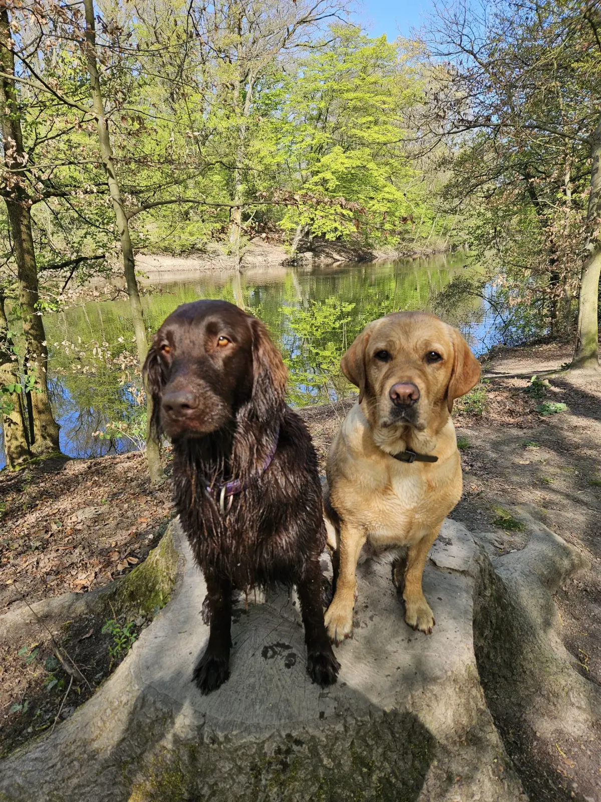 (Hunde)-Ferien
