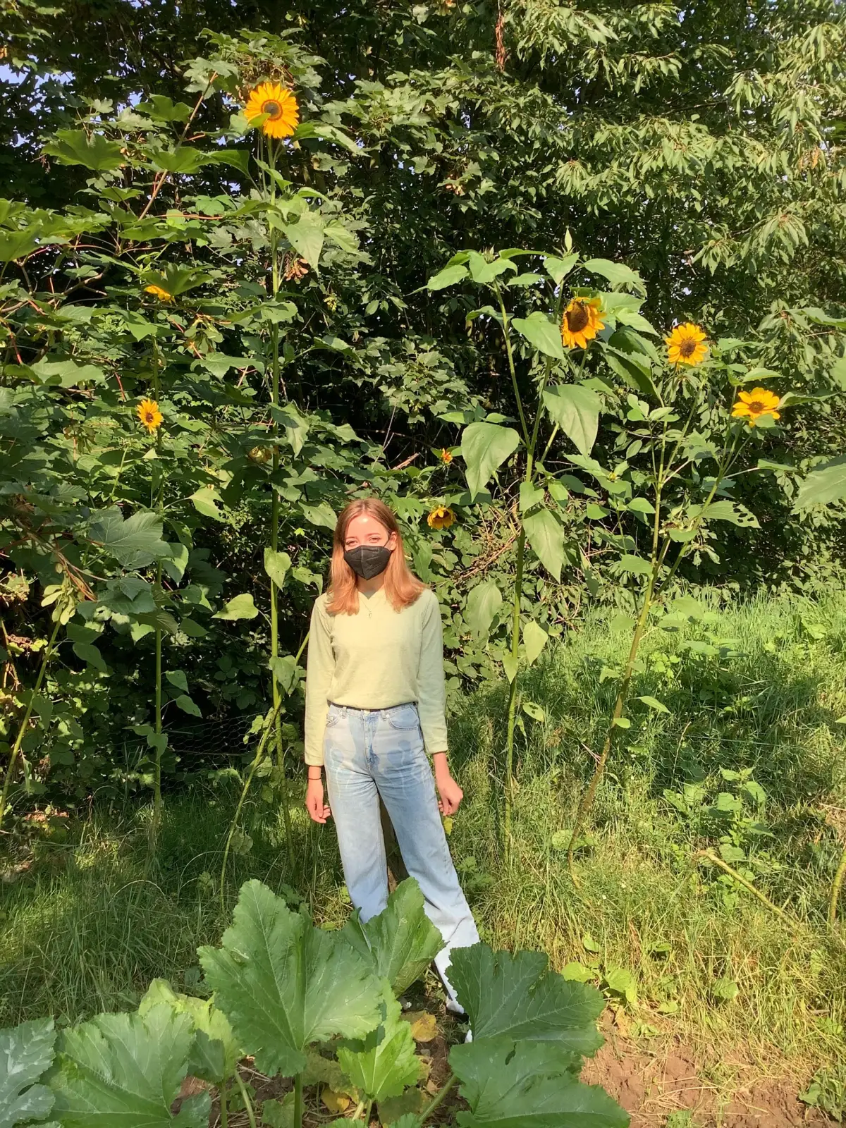 Sonnenblumen-Pracht rund um den HorkesGarten