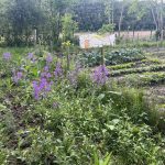 Blühstreifen für Wildbienen